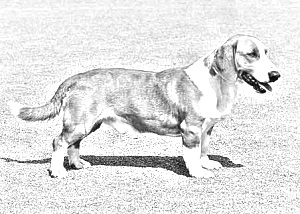 Breed Drever Breed Drever