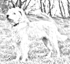 Breed Dutch Smoushond Breed Dutch Smoushond