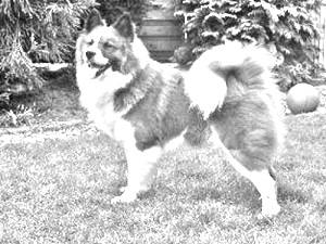 Breed Elo Breed Elo