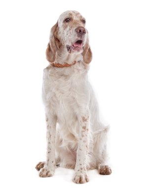 Breed English Setter Breed English Setter