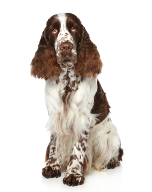 Breed English Springer Spaniel Breed English Springer Spaniel