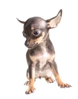 Breed English Toy Terrier (Black & Tan) Breed English Toy Terrier (Black & Tan)