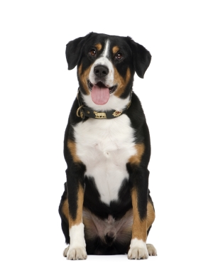 Breed Entlebucher Mountain Dog Breed Entlebucher Mountain Dog
