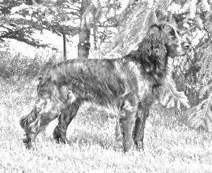 Breed Epagneul Bleu de Picardie Breed Epagneul Bleu de Picardie