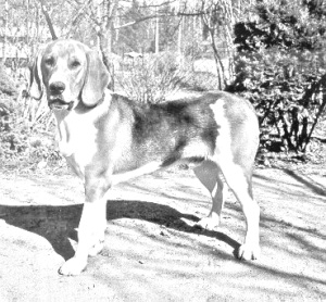 Breed Estonian Hound Breed Estonian Hound
