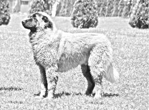 Breed Estrela Mountain Dog