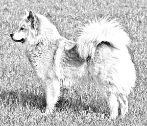 Breed Eurasier Breed Eurasier