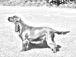 Breed Field Spaniel Breed Field Spaniel