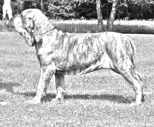 Breed Fila Brasileiro Breed Fila Brasileiro
