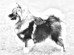 Breed Finnish Lapphund Breed Finnish Lapphund