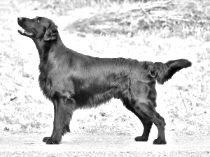 Breed Flat-Coated Retriever Breed Flat-Coated Retriever