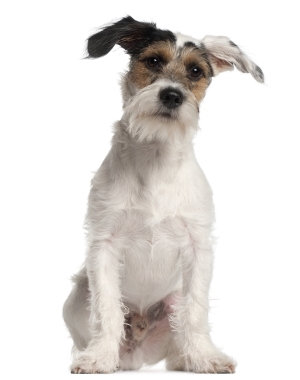 Breed Fox Terrier (Smooth) Breed Fox Terrier (Smooth)