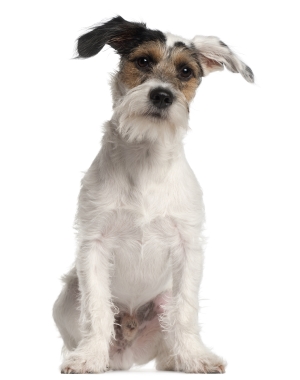 Breed Fox Terrier, Wire Breed Fox Terrier, Wire