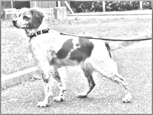 Breed French Brittany Breed French Brittany
