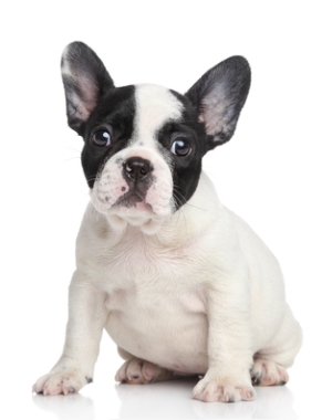 Breed French Bulldog