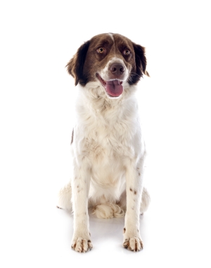 Breed French Spaniel Breed French Spaniel
