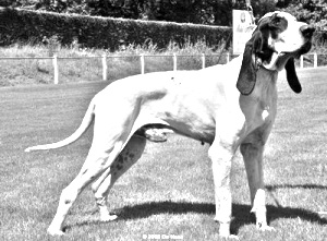 Breed Gascon Saintongeois Breed Gascon Saintongeois