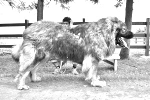 Breed Georgian Shepherd Dog Breed Georgian Shepherd Dog