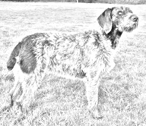 Breed German Rough-haired Pointer Breed German Rough-haired Pointer
