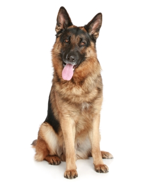 German Shepard