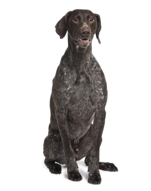 Breed German Shorthaired Pointer