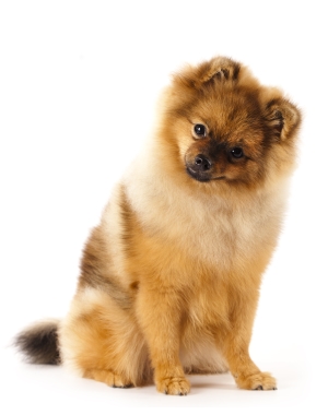 Breed German Spitz Breed German Spitz