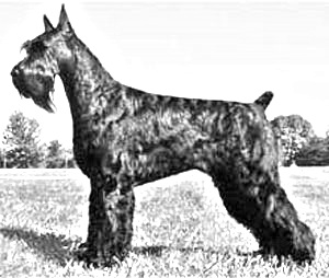 Breed Giant Schnauzer Breed Giant Schnauzer