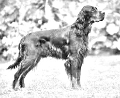 Breed Gordon Setter Breed Gordon Setter