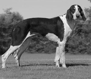 Breed Grand Anglo-Français Blanc et Noir Breed Grand Anglo-Français Blanc et Noir