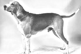 Breed Grand Anglo-Francais Tricolore Breed Grand Anglo-Francais Tricolore
