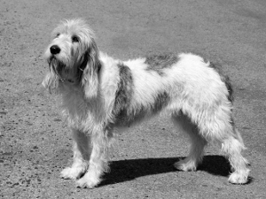 Breed Grand Griffon Vendéen Breed Grand Griffon Vendéen