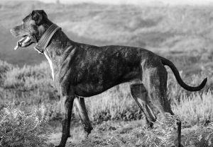 Breed Gran Mastin de Borinquen Breed Gran Mastin de Borinquen