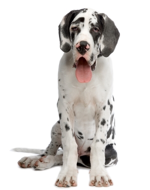 Breed Great Dane Breed Great Dane