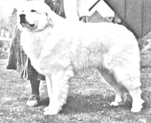 Breed Great Pyrenees