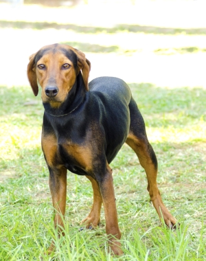 Breed Greek Harehound Breed Greek Harehound