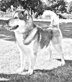Breed Greenland Dog Breed Greenland Dog