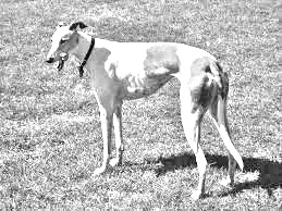 Breed Greyhound Breed Greyhound