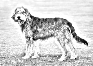 Breed Griffon Bleu de Gascogne Breed Griffon Bleu de Gascogne