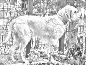 Breed Griffon Fauve de Bretagne Breed Griffon Fauve de Bretagne