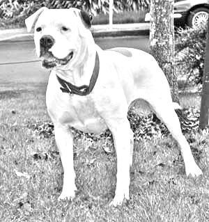 Breed Guatemalan Dogo Breed Guatemalan Dogo