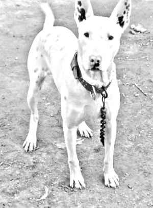 Breed Gull Terrier Breed Gull Terrier