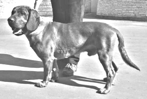 Breed Hanover Hound Breed Hanover Hound