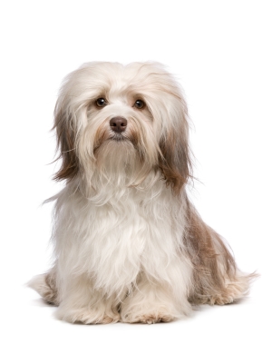 Breed Havanese Breed Havanese