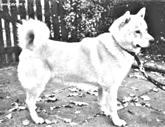 Breed Hokkaido Breed Hokkaido