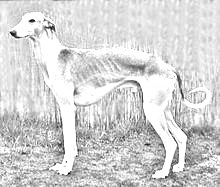 Breed Hortaya Borzaya Breed Hortaya Borzaya