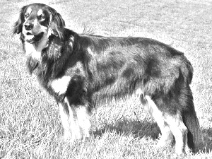 Breed Hovawart Breed Hovawart