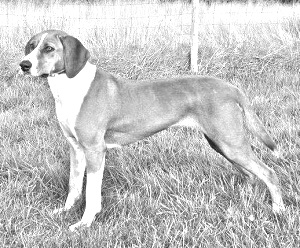 Breed Hygenhund Breed Hygenhund