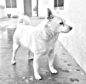Breed Indian Spitz Breed Indian Spitz