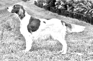 Breed Irish Red and White Setter Breed Irish Red and White Setter