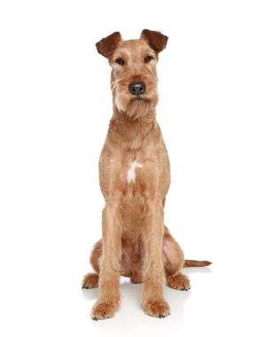 Breed Irish Terrier Breed Irish Terrier